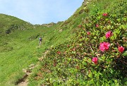 28 In vista della Forcella Rossa ,rossa per i rododendri rossi